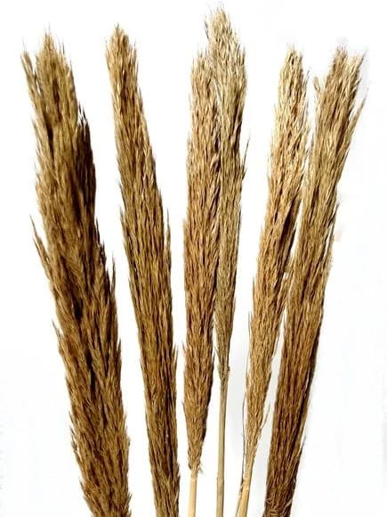35" 6 stems/pk/bleached/Natural/orange  Nana Gras/ natural Grass/Pampas Bundle/Home Decor/Rustic Wedding Decor/Brown Pampas/Fluffy/Boho Chic