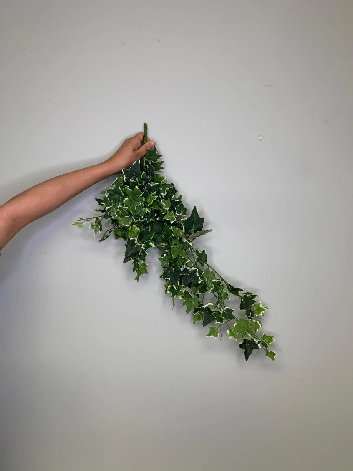 24" ENGLISH green and white IVY bushel/ Poets Ivy/ Common Ivy/ Hedera Helix/ Greenery Bushel/ Outdoor Wedding Greenery/Centerpiece Decors
