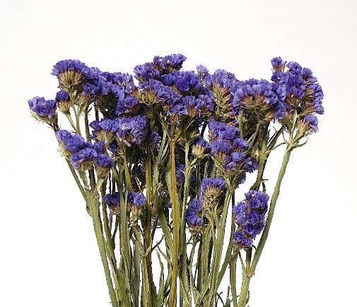 20" Purple Statice Sinuta/Dried/Fall/Thanksgiving/Table Setting/Home Decor/Faux Decor/Decoration/Fall Season/Indoor Decor/Bleached