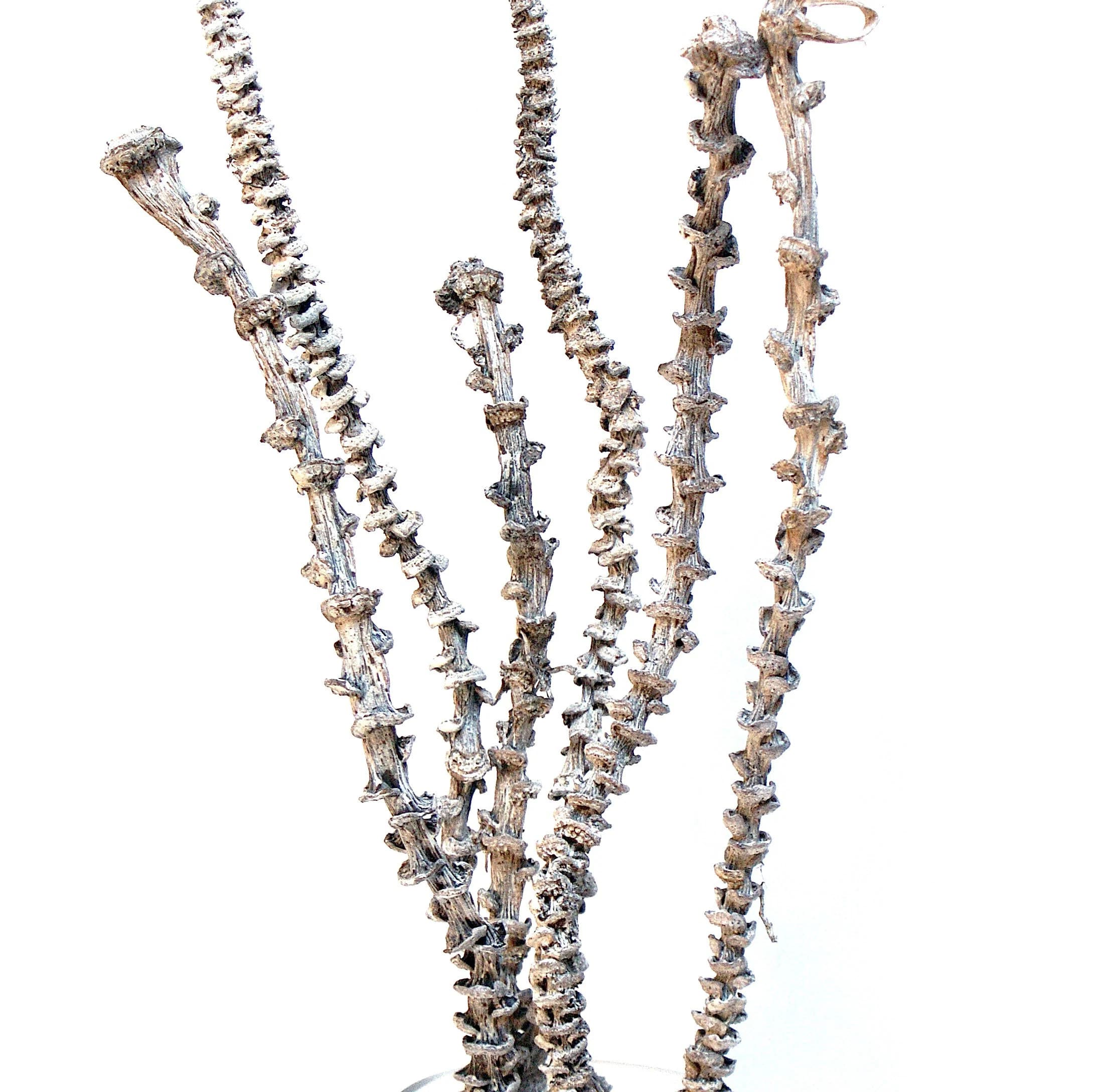 14-18" White Wash Musa Sticks/Branches/Centerpiece decor/ Winter wonderland/Decoration Branches/Gold Branches/Black Branches