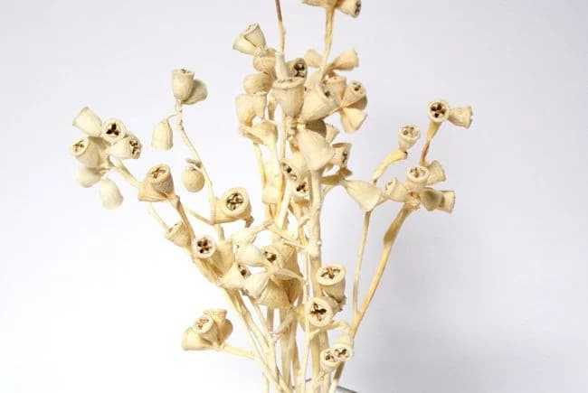 8"-10" Bleached Conical Gum Stems/Curly Twigs/Branches/Centerpiece decor/Decoration Branches/Gold Branches/Glitter Branches/Silver Branches