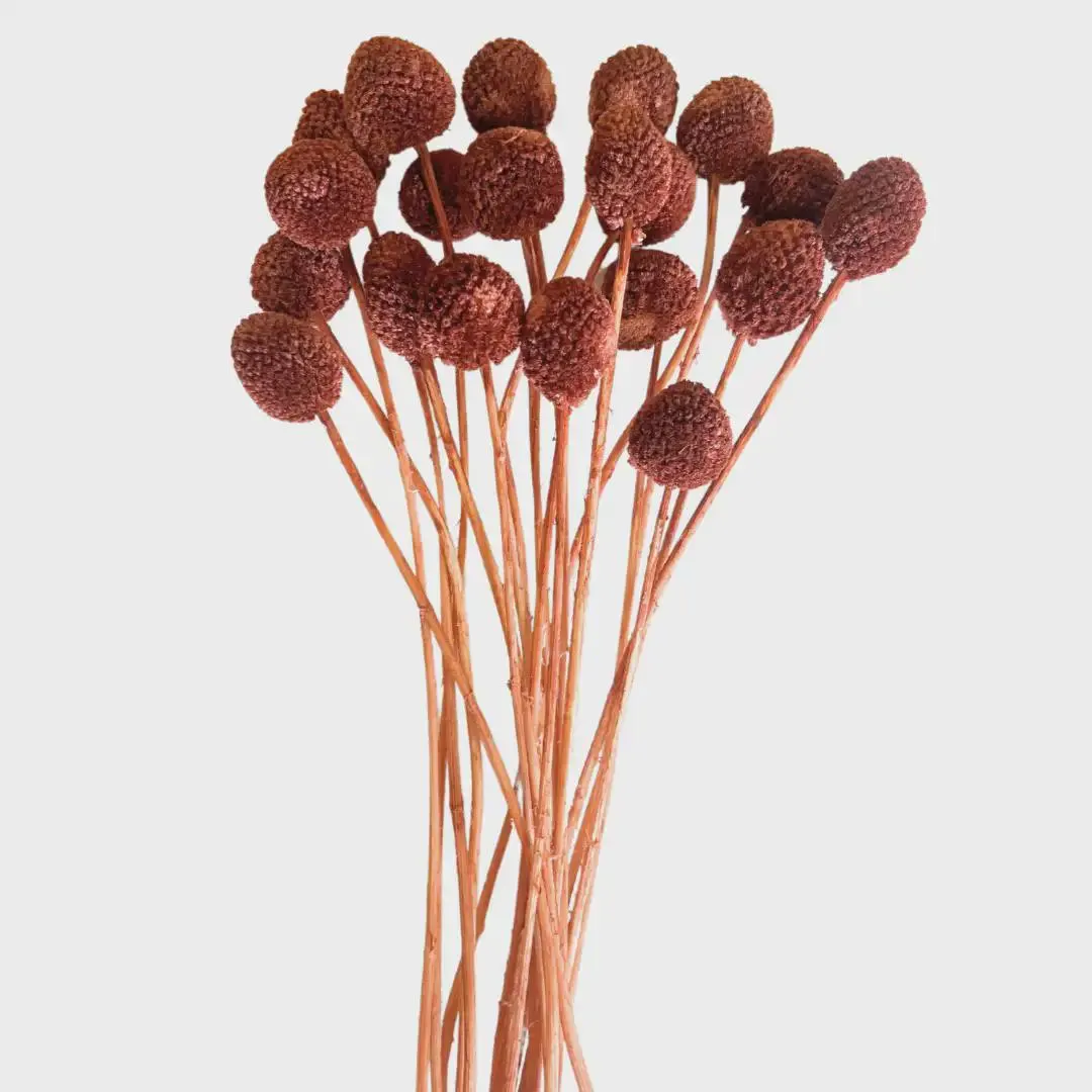 Large Craspedia Stems/Dried Flower/Billy Balls/Globosa Seeds/Floral decor/Vase Decor/Minimalistic Decor