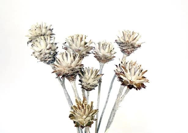14" White Wash Plumosum Stems/Florals/Pine Cones On Sticks/Rustic Decor Idea/Rustic Bowl Filler/Rustic Table Decor/Fall Decor/Spring Decor