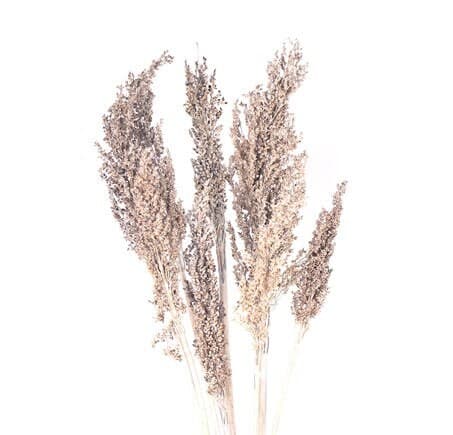 22" Frosted White Wheat Berry/Fall/Thanksgiving/Table /Home Decor/Faux Decor/Faux Decoration/Fall Season/Indoor Decor/Artificial/Decor