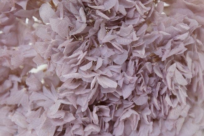 Preserved Lilac Hydrangea/Floral Spray/Florals/Wedding/White/Greenery Bushel/Outdoor Wedding Greenery/Centerpiece Decor/Faux Flower