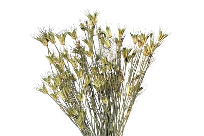 20" Natural Nigella Orientalis/Dried/Fall/Thanksgiving/Table Setting/Home Decor/Faux Decor/Decoration/Fall Season/Indoor Decor/Bleached