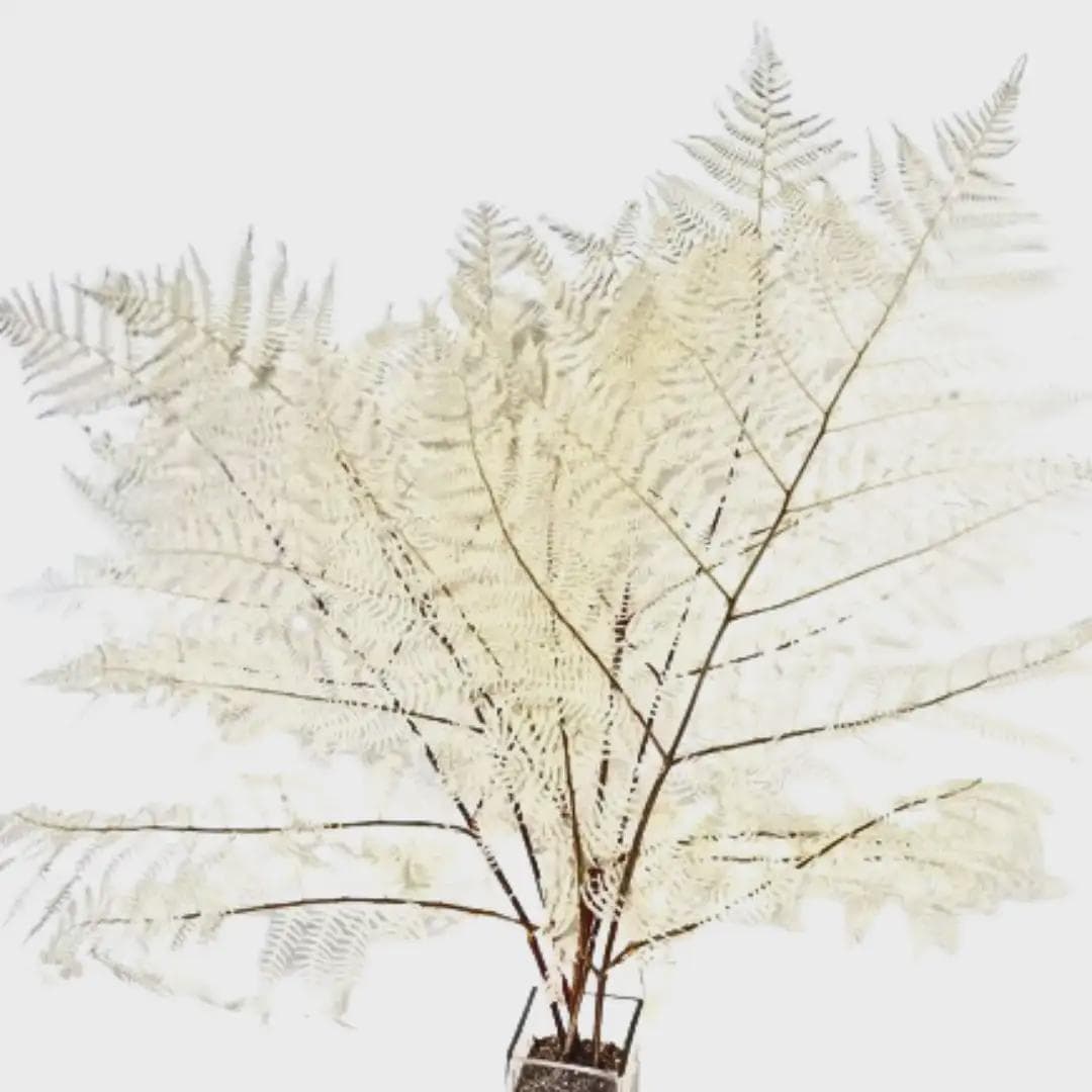 22" Bleached Bracken Fern/Filler Decor/Faux Filler/Home Decor/Vase Decor/Centerpiece Decor/Faux Flower/Silk Flowers/Flower Bouquet