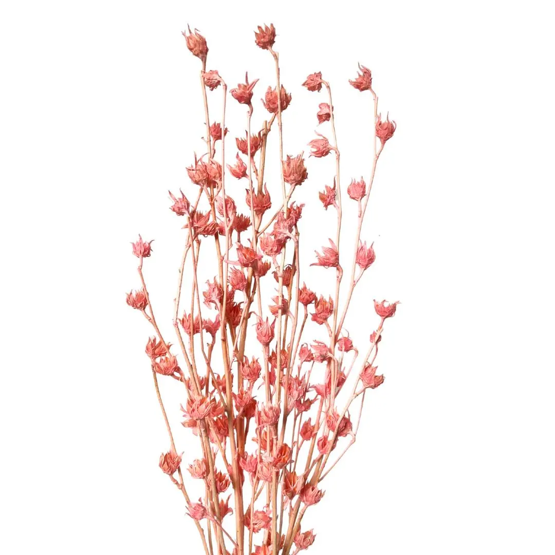 Light Pink Roselle Stems/Bleached/Natural/Branches/Centerpieces/Home Decor/Vase Fillers/Prom/Wedding/Natural Branches