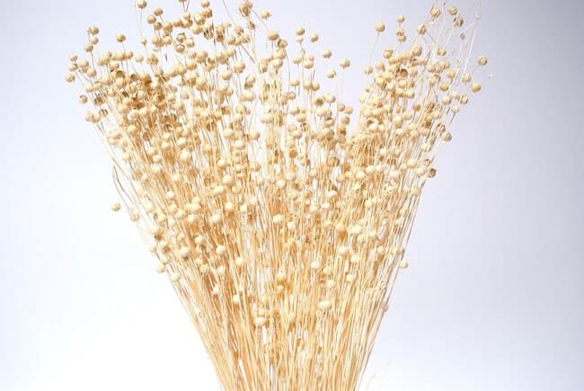 24" Bleached Linum/Dried Canary Grass/Dried Flax/Home Decor/Dried Decor/Vase Filler/Dried Flax Bunch/Pampas Decor/Floral Vase