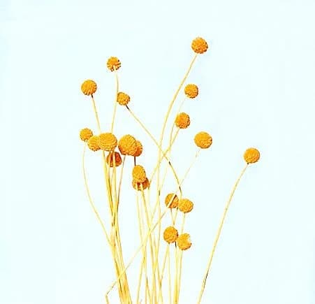 20PC Orange Billy Buttons/Dried Flower/Billy Balls/Globosa Seeds/Floral decor/Vase Decor/Minimalistic Decor