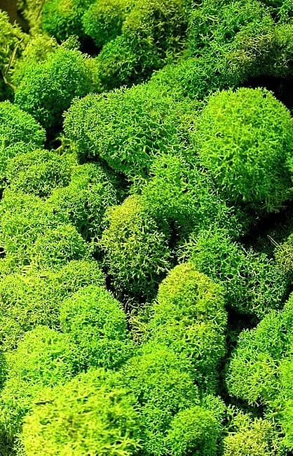 Reindeer Moss/Decorative Moss/Greenery/Decor Ideas/Green Bawl Filler/Moss Decoration/Green Table Decor/Home Decor