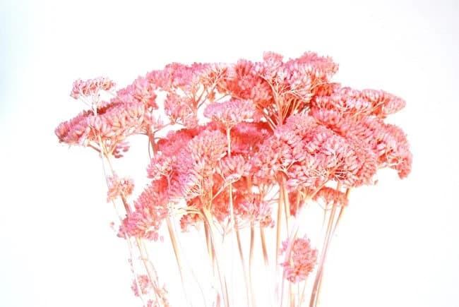 Dark Pink Yarrow Stems/Wedding Centerpieces/Home Decor/Event Decor/Faux Flowers/Silk Flowers/Flower Bouquet/Spring Wedding/Summer Wedding