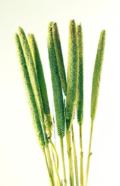 28" Moss Green Babala on Sticks/Branches/Centerpiece decor/ Winter wonderland/Decoration Branches/Gold Branches/Home Decor