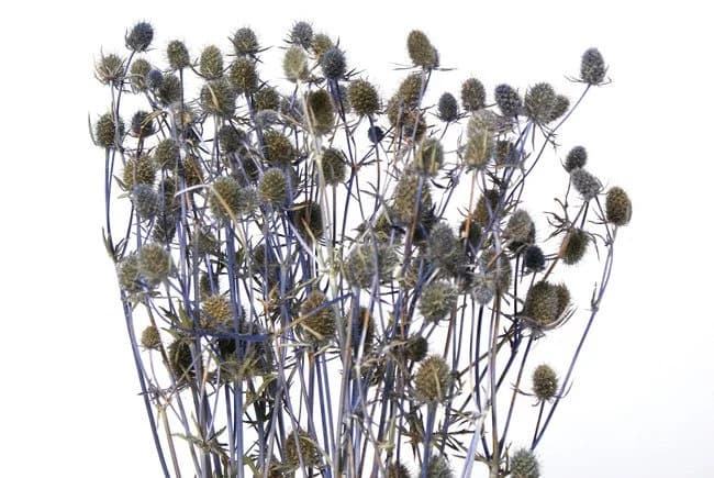 24" Blue Eryngium Thistles/Fall/Thanksgiving/Table Setting/Home Decor/Faux Decor/Faux Decoration/Fall Season/Indoor Decor/Artificial