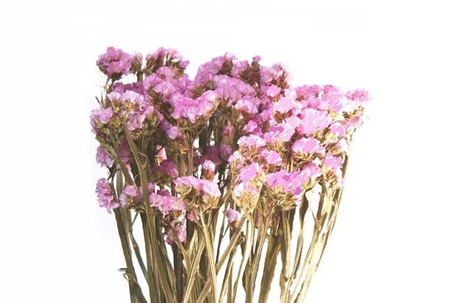 20" Pink Statice Sinuta/Dried/Fall/Thanksgiving/Table Setting/Home Decor/Faux Decor/Decoration/Fall Season/Indoor Decor/Bleached