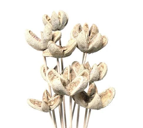 White Wash Wild Orange/Cones/Pine Cones On Sticks/Rustic Decor Idea/Rustic Bowl Filler/Wicker Decoration/Rustic Table Decor