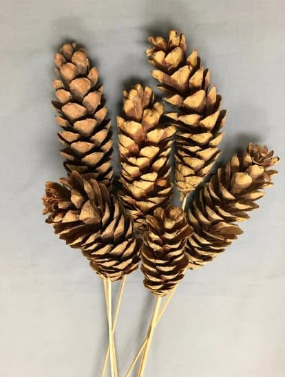 Strobus Natural Cones 6pc/Cones/Pine Cones On Sticks/Rustic Decor Ideas, Rustic Bawl Filler, Wicker Decoration,  Rustic Table Decor