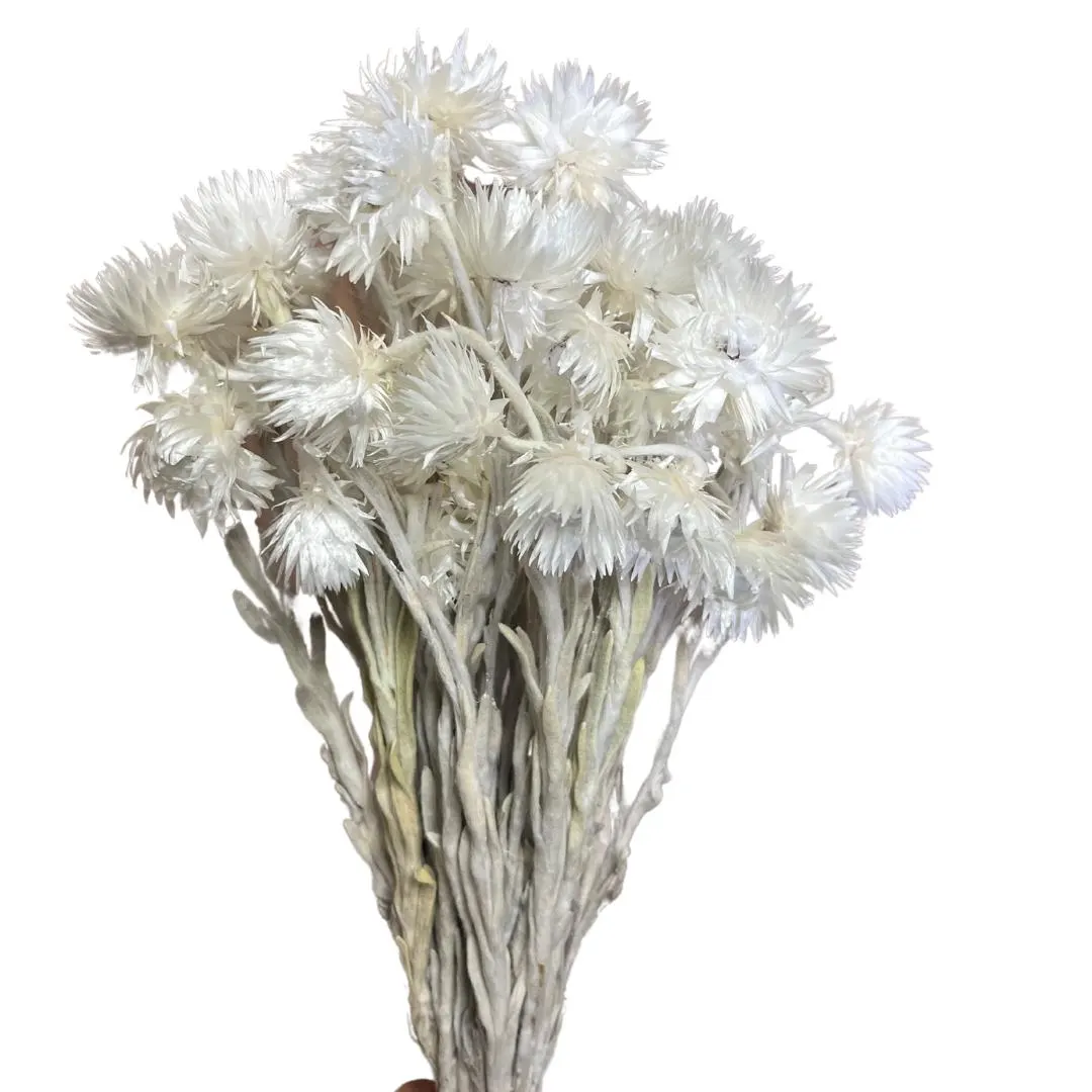 12" Cape Flowers Stems/Wedding Centerpieces/Home Decor/Event Decor/Faux Flowers/Silk Flowers/Flower Bouquet/Spring Wedding/Summer Wedding