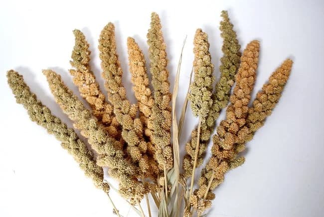 28" Natural Setaria/Dried Floral/Branches/Centerpiece decor/ Decoration Branches/Gold Branches/Glitter Branches/Silver Branches