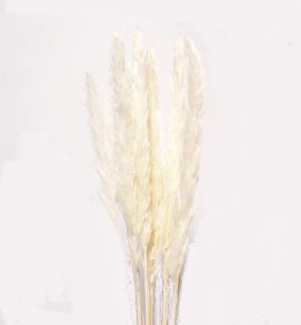 30" White Pampas/Blush Pampas Grass/Assorted Sizes/Home Decor/Rustic Wedding Decor/Blush Wedding/Blush Pampas/Light Pink Pampas