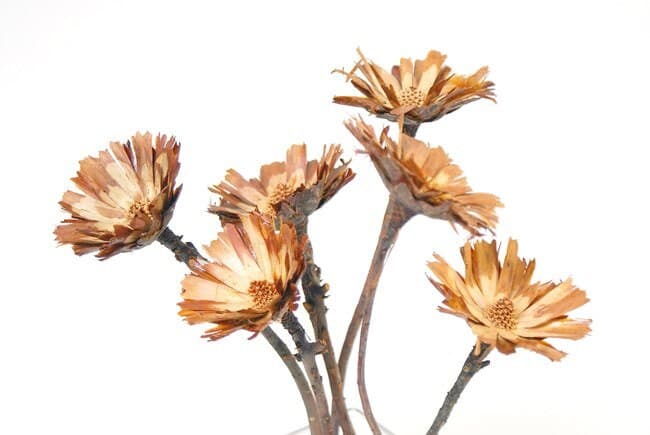 6PC Compacta Stems/Florals/Pine Cones On Sticks/Rustic Decor Idea/Rustic Bowl Filler/Rustic Table Decor/Fall Decor/Spring Decor