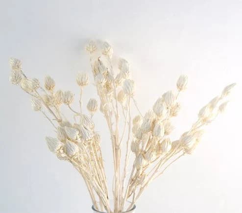 8"-14" Bleached Berkheya Sticks/Cones/Pine Cones On Sticks/Rustic Decor Idea/ Filler/Decoration/Rustic Table Decor/Home Decor