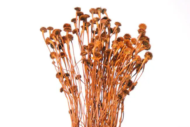 20" Orange Wild Daisy/Fall/Thanksgiving/Table Setting/Home Decor/Faux Decor/Faux Decoration/Fall Season/Indoor Decor/Artificial