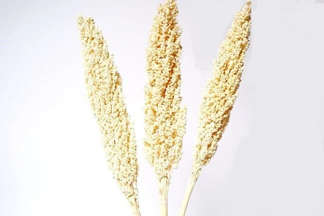 24" Bleached Indian Corn/Fall/Thanksgiving/Table Setting/Home Decor/Faux Decor/Faux Decoration/Fall Season/Indoor Decor/Artificial