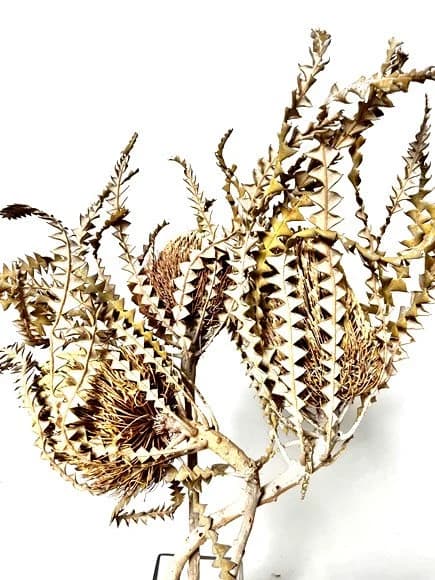 3PC White Wash Banksia Speciosa/Curly Twigs/Branches/Centerpiece decor/Decoration Branches/Gold Branches/Glitter Branches/Silver Branches