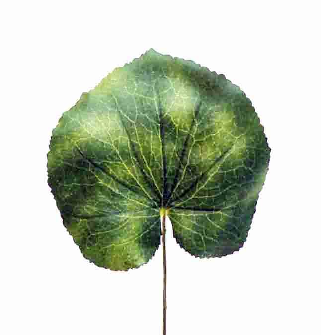 14" Galax Leaf/Sprays/Greenery/Succulents/Terrarium Decor/Wedding Centerpieces/Home Decor/Faux Flowers/Silk Flowers/Flower Bouquet