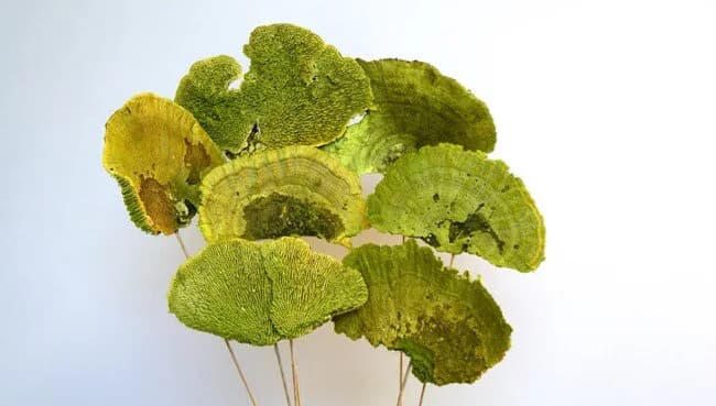7PC Lime Sponge Mushroom/Curly Twigs/Branches/Centerpiece decor/Decoration Branches/Gold Branches/Glitter Branches/Silver Branches