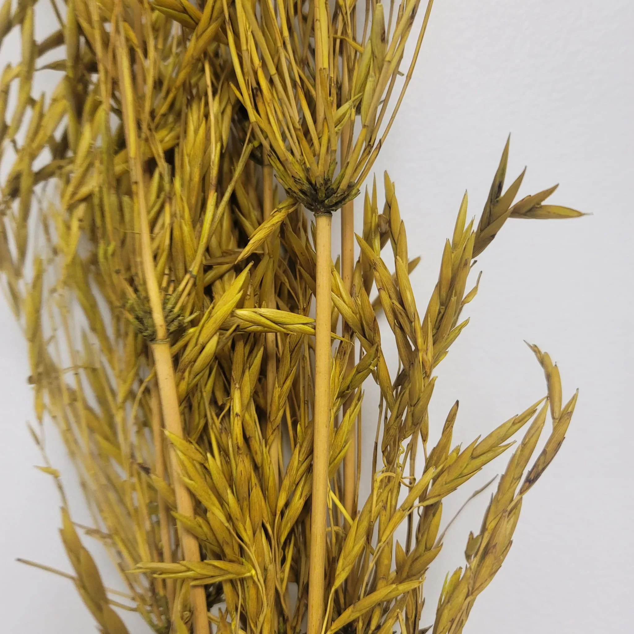 80" Lime Bamboo Beltrao Stems/Decorative Balls/Rustic Decor/Home Decoration/Home Decor/Winter Wedding/Wedding Centrepiece