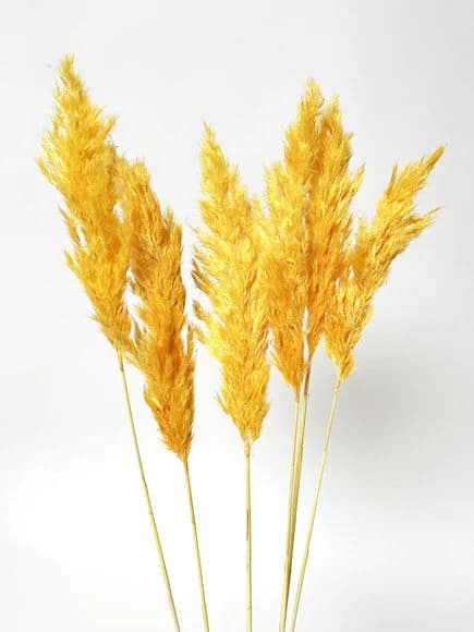 6PC 30" Orange Pampas Grass/Bundle/Home/Rustic Wedding Decor/Brown Pampas/Ivory Pampas/Natural Pampas/2.5ft Long Pampas