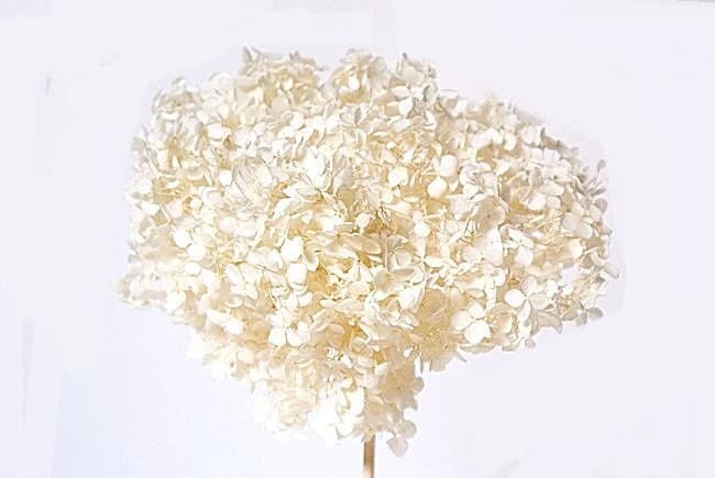 8" Preserved Bleached Hortensia/Floral Spray/Florals/Wedding/White/Greenery Bushel/ Outdoor Wedding Greenery/Centerpiece Decor/Faux Flowers/