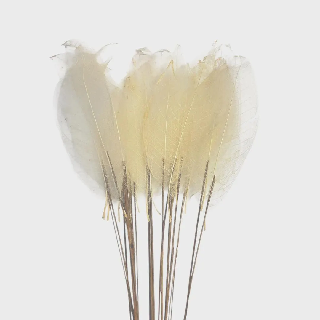 29" Bleached Skeleton Magnolia Leaves/Dried/Perserved/Faux/Wedding Decor/Arrangments/Prom/BackDrop/florals/pampas/grass/seasonal/holiday