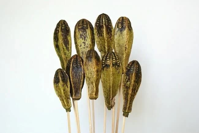 9PC Moss Green Mahogony Pods on Sticks/Curly Twigs/Branches/Centerpiece Decor/Decoration Branches/Gold Branches/Rustic Decor/Home Decor