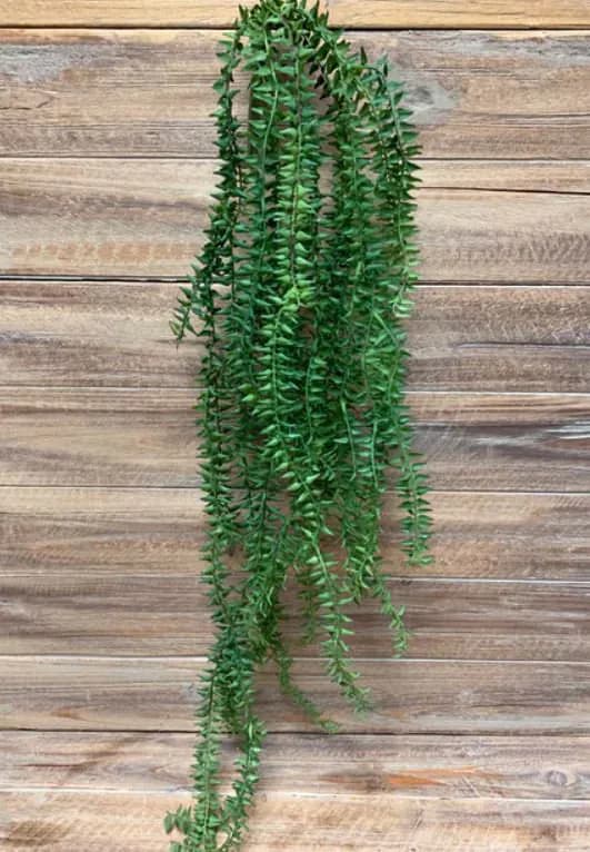 34" Hanging Huperzia Bush/Christmas Decor/Christmas Decor Idea/Christmas Decoration/Holiday Decoration/Table Decor/Holly Bush