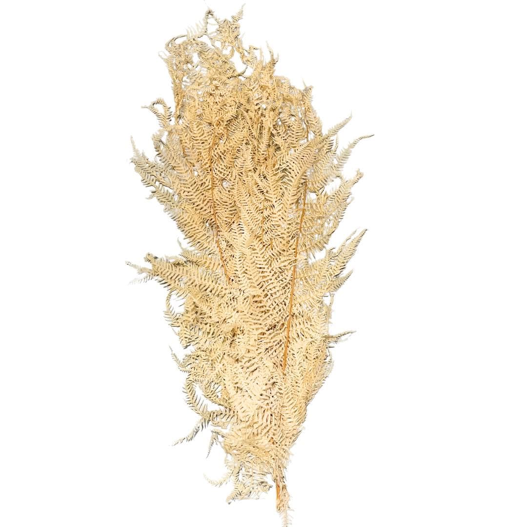 30" Bleached Fern Leaves/Pampas Bundle/Home Decor/Rustic Wedding Decor/Brown Pampas/Ivory Pampas/Bleached Ming Asparagus Dried