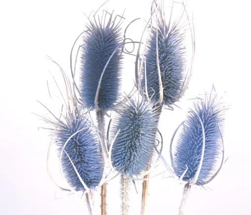 24" Light Blue Teasels/Branches/Centerpiece decor/ Winter wonderland/Decoration Branches/Gold Branches/Home Decor
