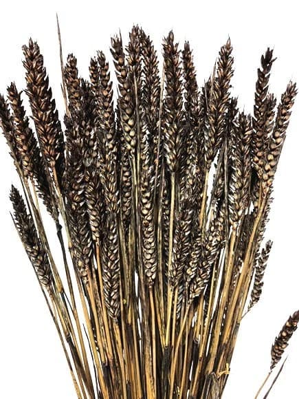 24" Black Wheat Triticum/Fall/Thanksgiving/Table /Home Decor/Faux Decor/Faux Decoration/Fall Season/Indoor Decor/Artificial/Decor