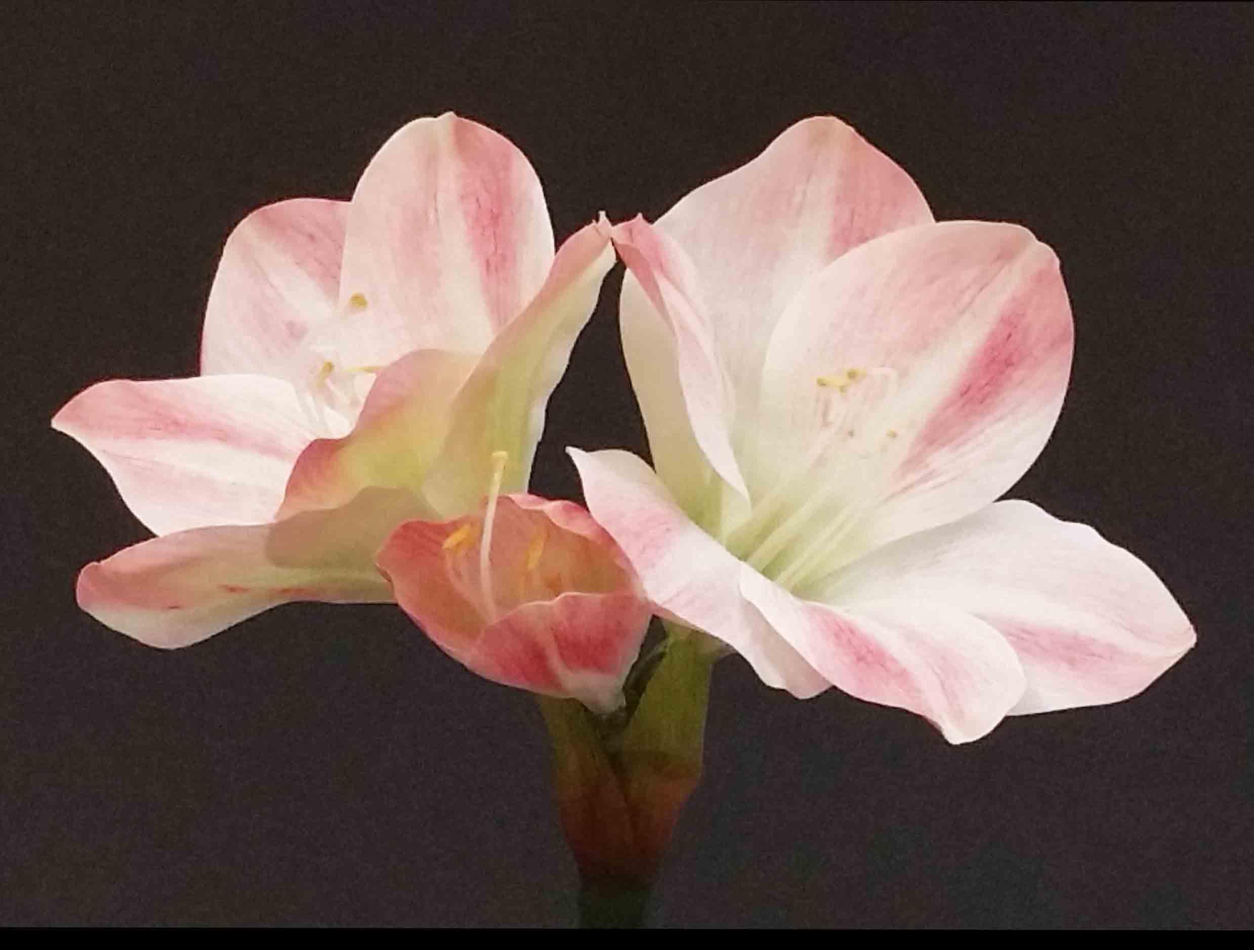 25" Pink Real Touch Amaryllis/Floral Spray/Florals/ Wedding/ White/ Outdoor Wedding Greenery/Centerpiece Decor/Faux Flowers/Roses