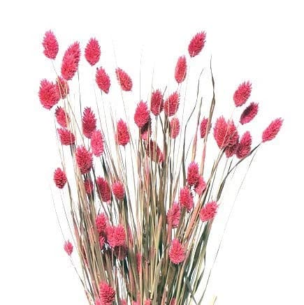 26" Pink Phalaris 4oz/Fall/Thanksgiving/Table Setting/Home Decor/Faux Decor/Faux Decoration/Fall Season/Indoor Decor/Artificial/Decor