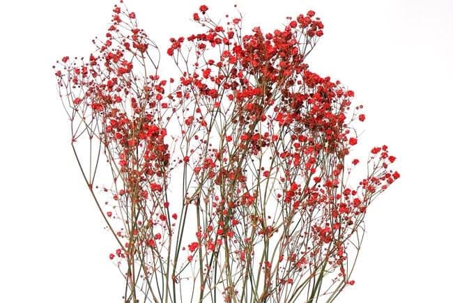 22" Red Gypsophila Perfecta/Baby Breaths/Fall/Thanksgiving/Table Setting/Home Decor/Faux Decor/Decoration/Fall Season/Indoor Decor