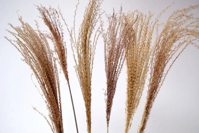6pc 28" Grey Pampas Fern/Blue pampas Grass/Assorted Sizes/Home Decor/Wedding Decor/Dusty Blue Wedding/Mini Pampas/Wedding Decor