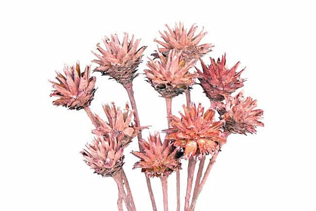 14" Pink Washed Plumosum Stems/Florals/Pine Cones On Sticks/Rustic Decor Idea/Rustic Bowl Filler/Rustic Table Decor/Fall Decor/Spring Decor
