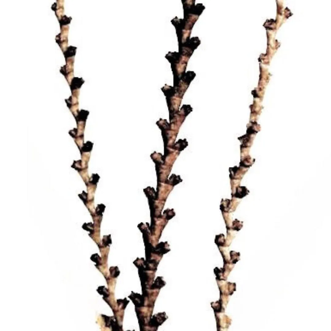 59" Natural Buriti Sticks/Branches/Centerpiece decor/ Winter wonderland/Decoration Branches/Gold Branches/Black Branches