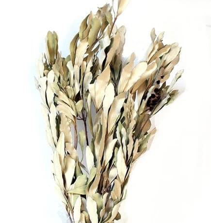 25" 4oz. Natural Integrifolia/Blue pampas Grass/Assorted Sizes/Home Decor/Wedding Decor/Dusty Blue Wedding/Mini Pampas/Wedding Decor