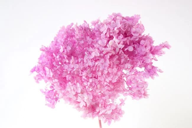 8" Preserved Lilac Hortensia/Floral Spray/Florals/Wedding/White/Greenery Bushel/Outdoor Wedding Greenery/Centerpiece Decor/Faux Flower