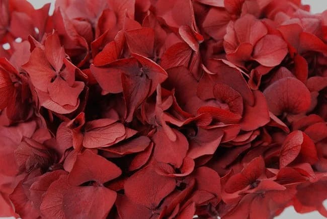 Preserved Red Hydrangea/Floral Spray/Florals/Wedding/White/Greenery Bushel/Outdoor Wedding Greenery/Centerpiece Decor/Faux Flower