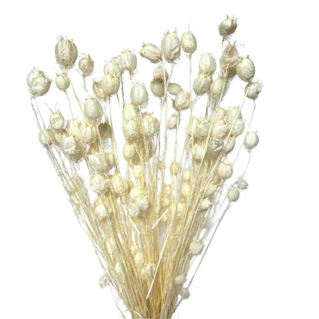 20" Bleached Nigella Stems/Dried/Fall/Thanksgiving/Table Setting/Home Decor/Faux Decor/Decoration/Fall Season/Indoor Decor/Bleached